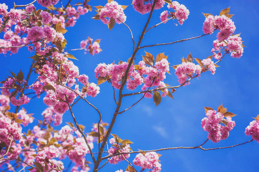 5.順光で、青空と桜のコントラストを表す