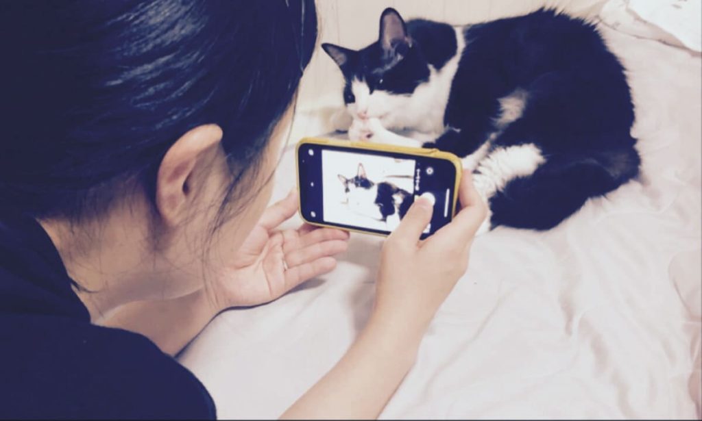 スマホを使った愛猫の写真の撮り方を紹介！簡単でおしゃれな加工方法も