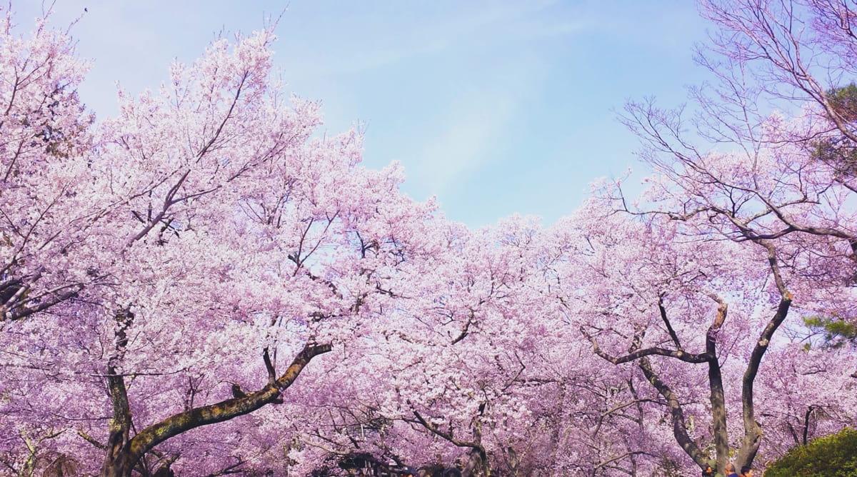 誰でもカンタンにできる！桜の写真を美しく撮る5つのコツ