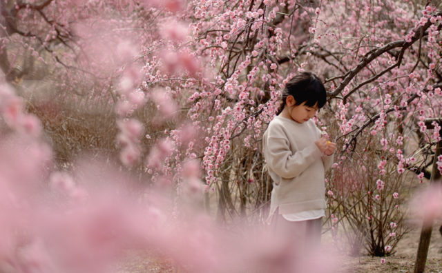プロカメラマンが教える子ども×桜写真の撮り方